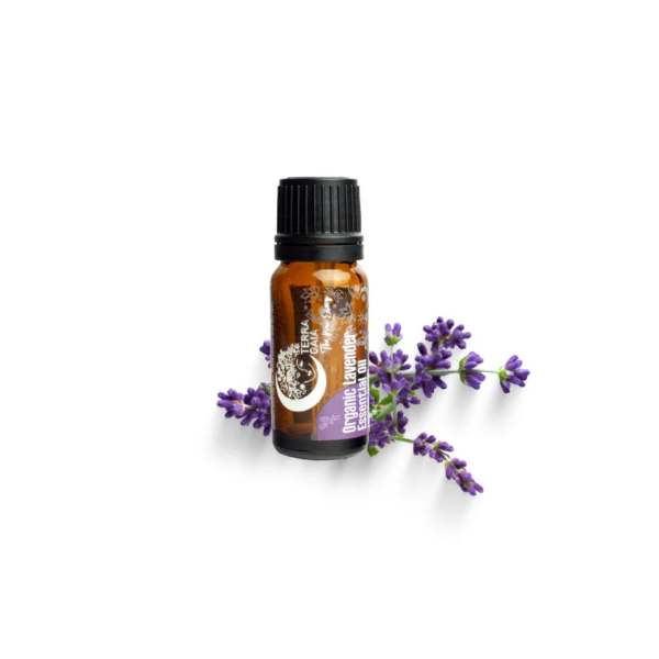 Lavendel